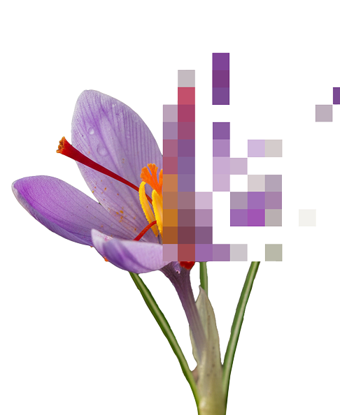 Saffron Flower
